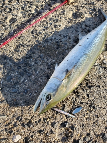 サゴシの釣果