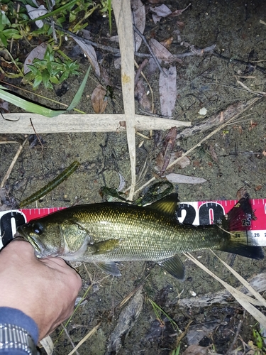 ラージマウスバスの釣果