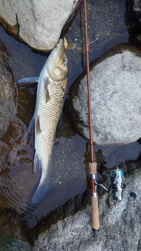 ニゴイの釣果