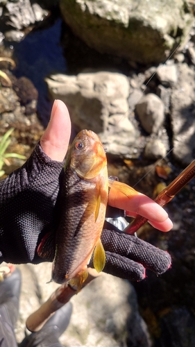 カワムツの釣果