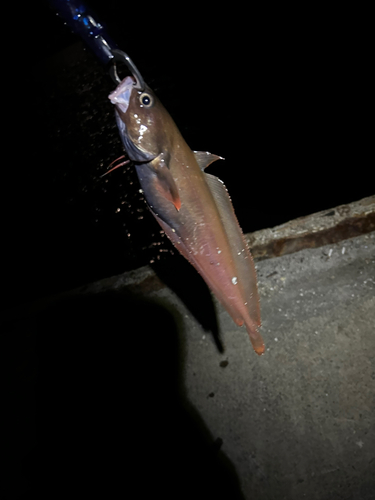 ドンコの釣果