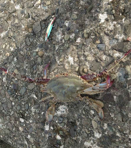 ワタリガニの釣果