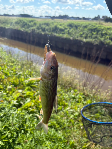 ニゴイの釣果