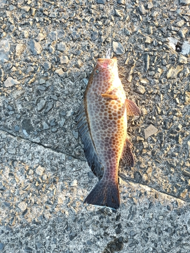 オオモンハタの釣果