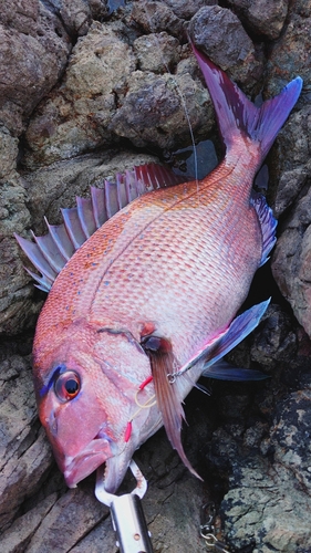 タイの釣果