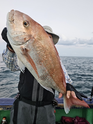 マダイの釣果