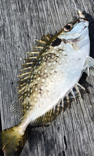 アイゴの釣果