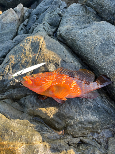 アコウの釣果