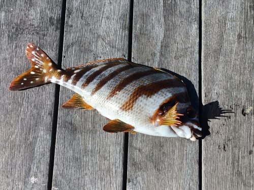 タカノハダイの釣果