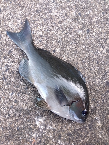 クロメジナの釣果