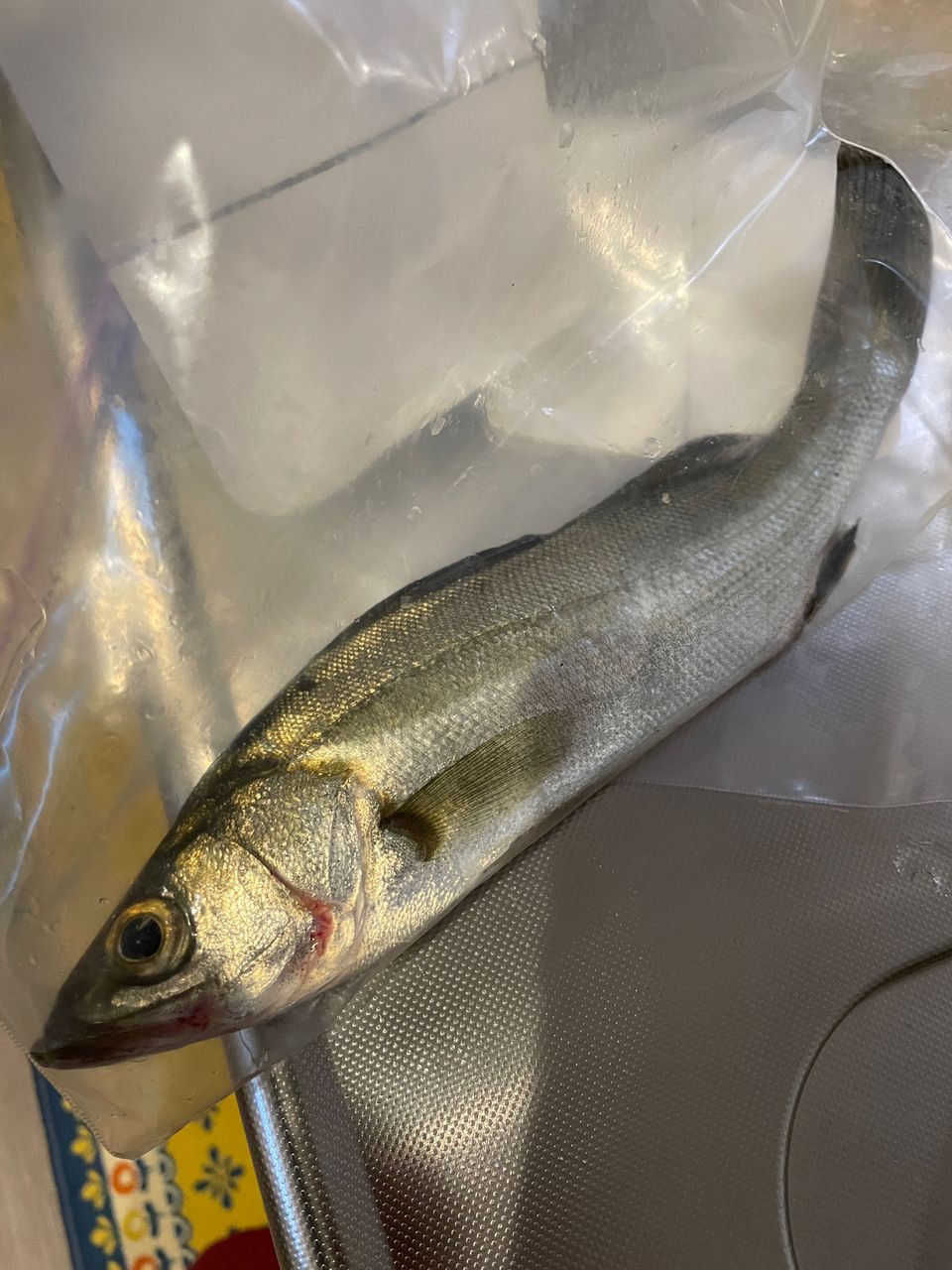 セイゴ（ヒラスズキ）