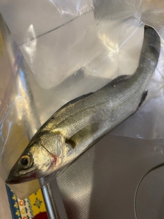 セイゴ（ヒラスズキ）の釣果