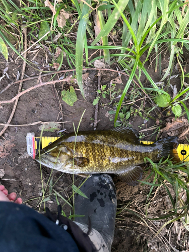 スモールマウスバスの釣果