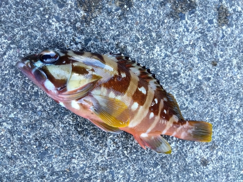 アカハタの釣果