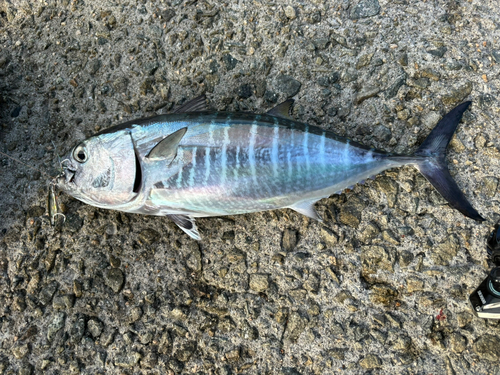 ヨコワの釣果