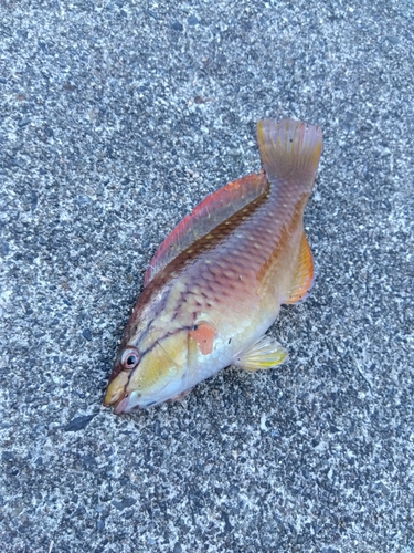 アカササノハベラの釣果