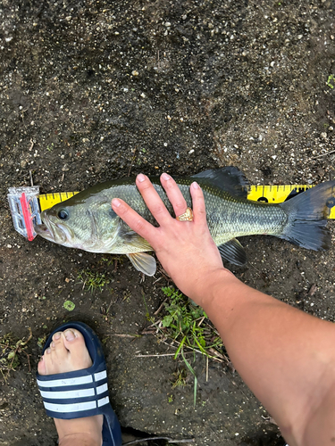 ラージマウスバスの釣果