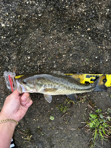 ラージマウスバスの釣果