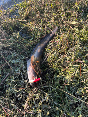 ナマズの釣果