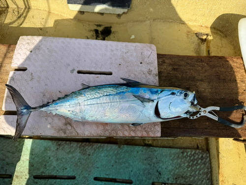 ヒラソウダの釣果