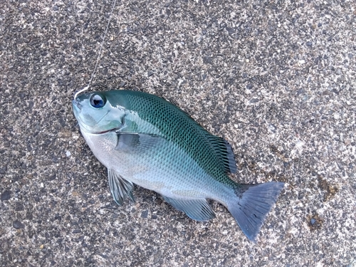 メジナの釣果