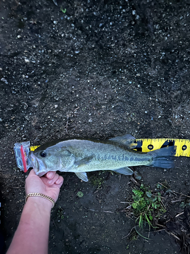 ラージマウスバスの釣果