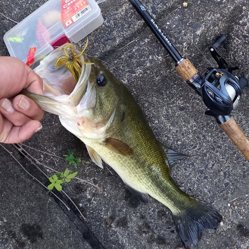 ブラックバスの釣果