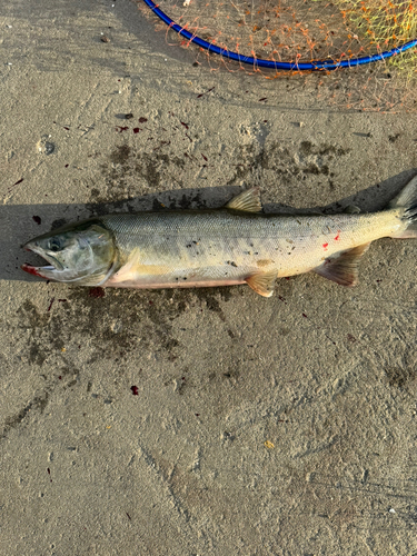 アキアジの釣果