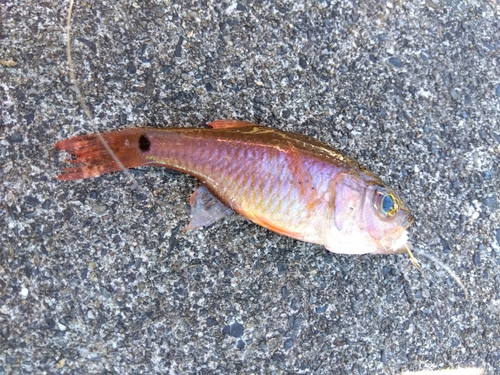 ネンブツダイの釣果