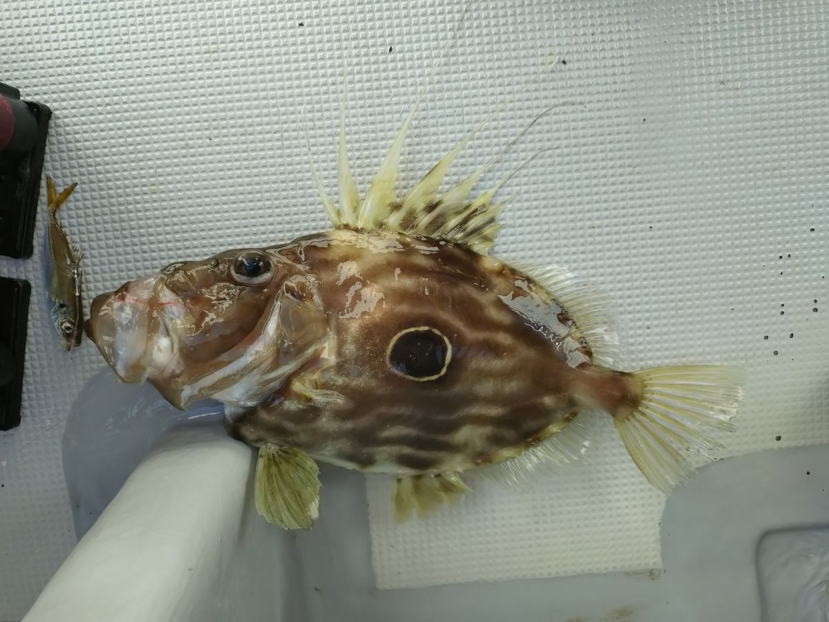 トムスカさんの釣果 1枚目の画像