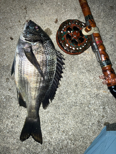 クロダイの釣果