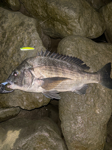 クロダイの釣果