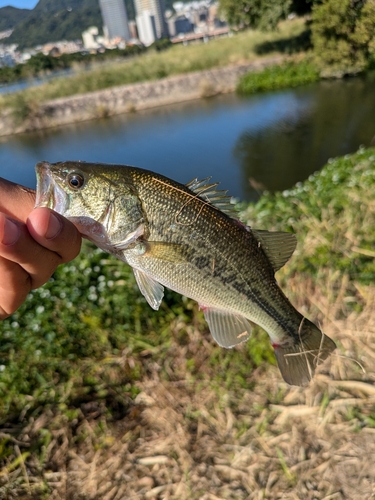 武庫川中流