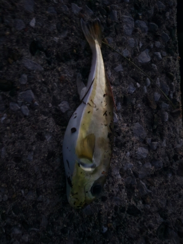 センニンフグの釣果