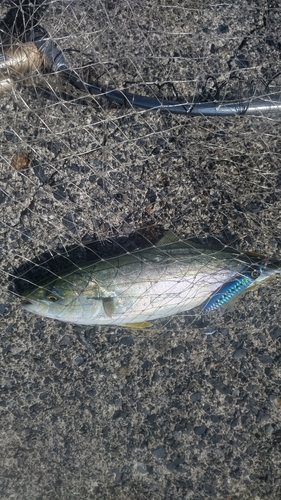 ツバスの釣果