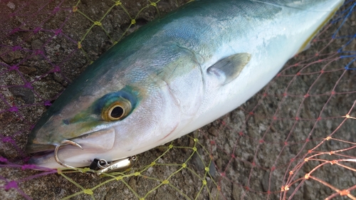 ツバスの釣果