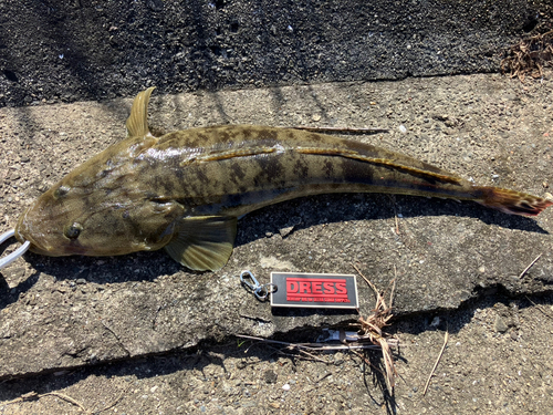 マゴチの釣果