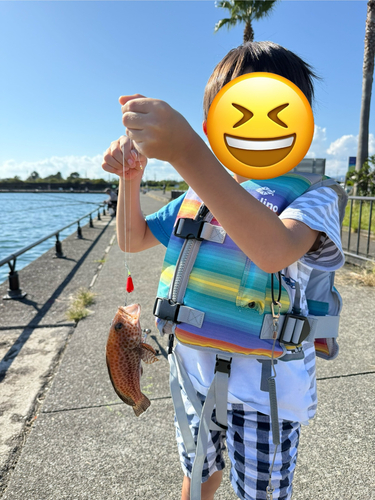 オオモンハタの釣果