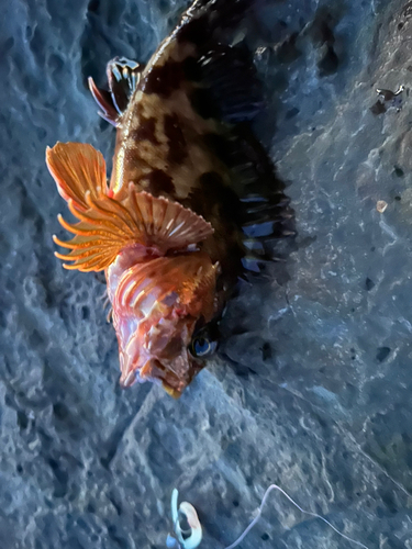 カサゴの釣果