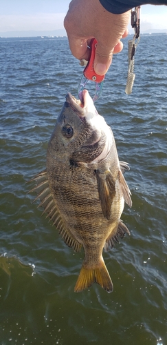 チヌの釣果