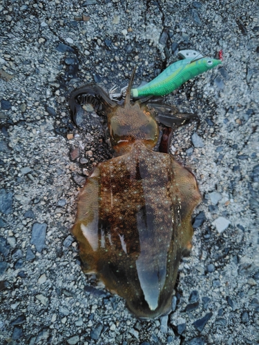 アオリイカの釣果