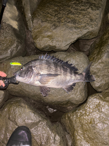 クロダイの釣果