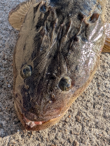 マゴチの釣果