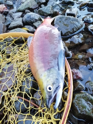 ヒメマスの釣果