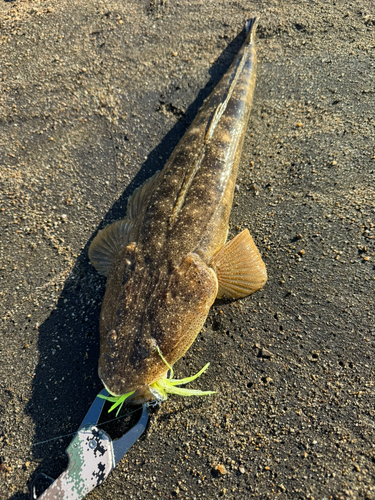 マゴチの釣果