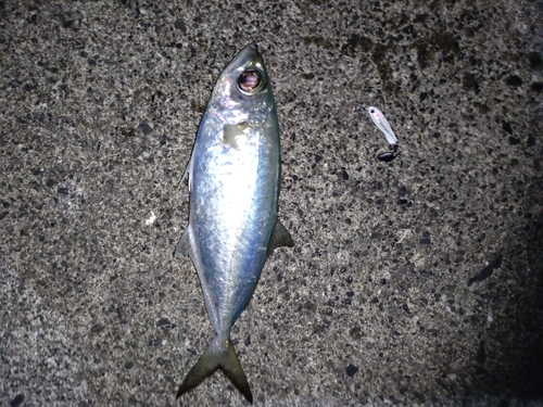 メアジの釣果