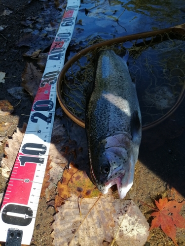 ニジマスの釣果