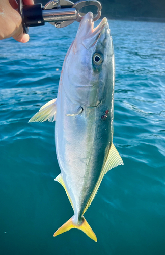 イナダの釣果