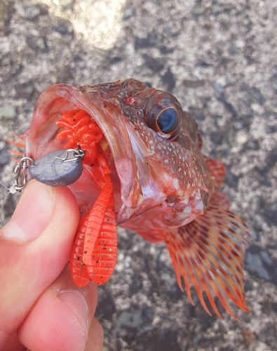 カサゴの釣果