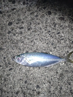 メアジの釣果